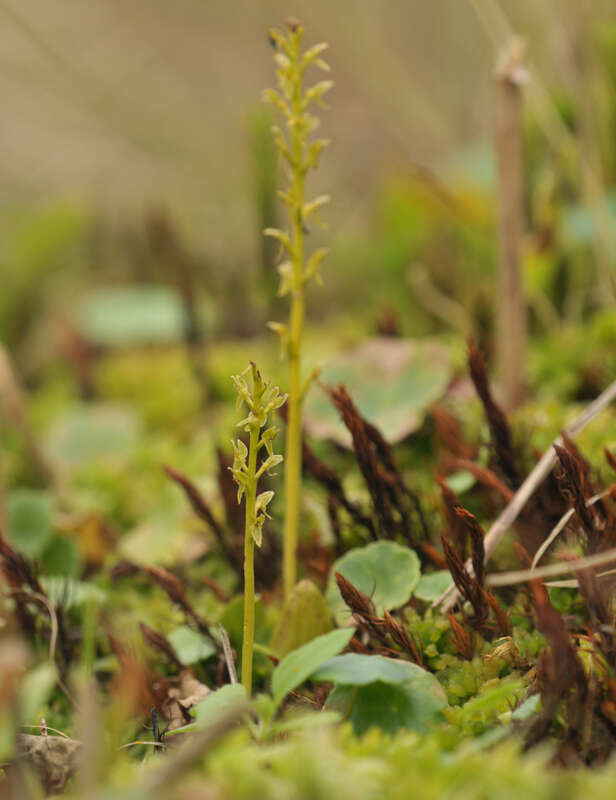 Image of Bog Orchid