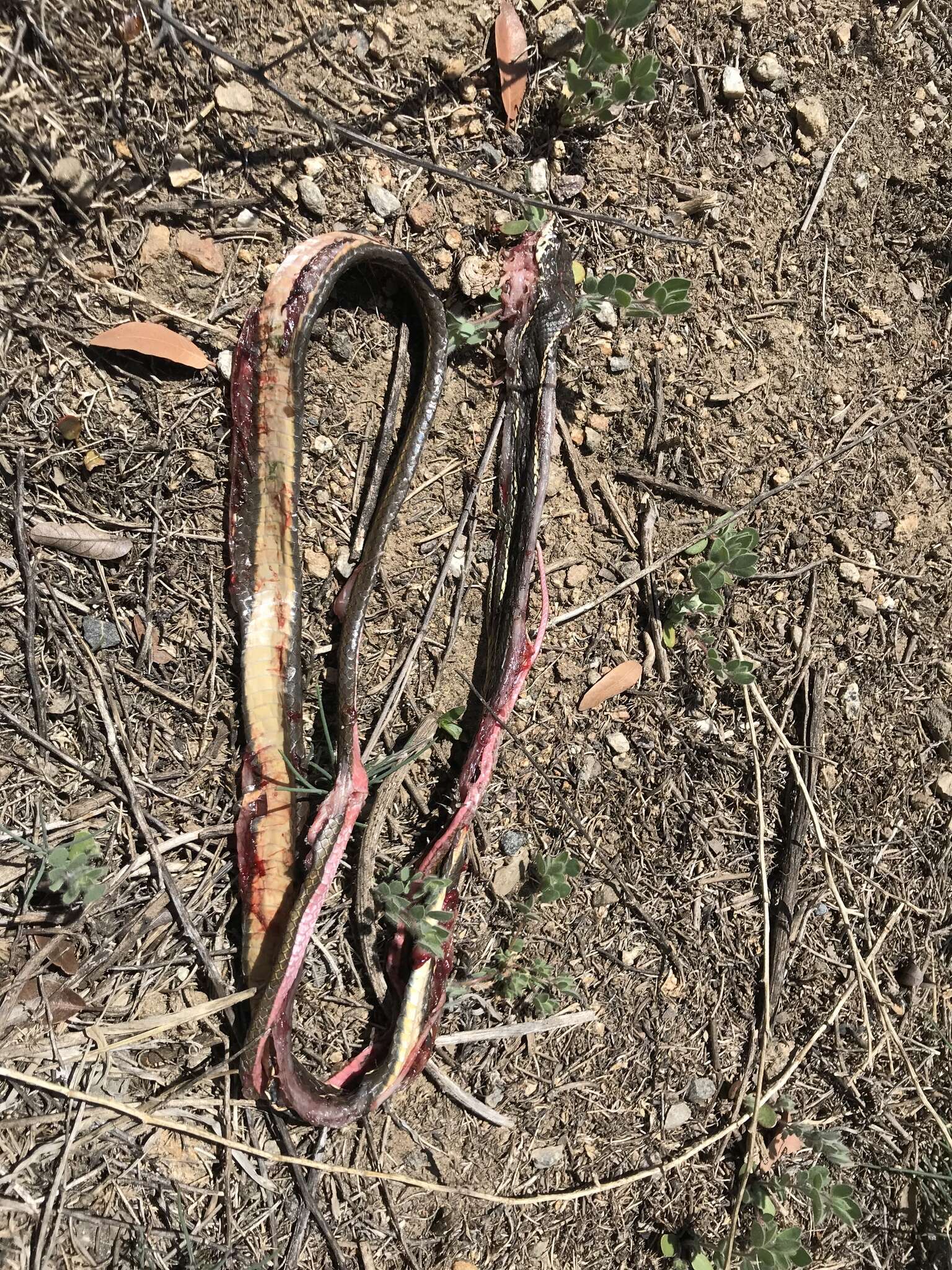 Image of California whipsnake