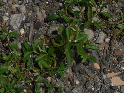 صورة Alternanthera ficoidea (L.) R. Br.