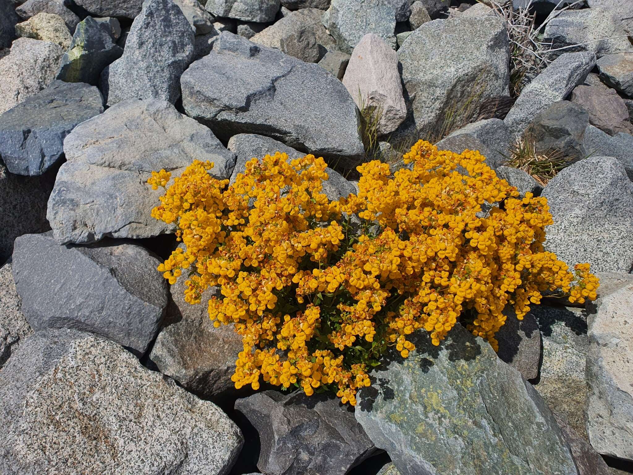 Image of Calceolaria meyeniana Phil.