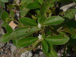 صورة Alternanthera ficoidea (L.) R. Br.