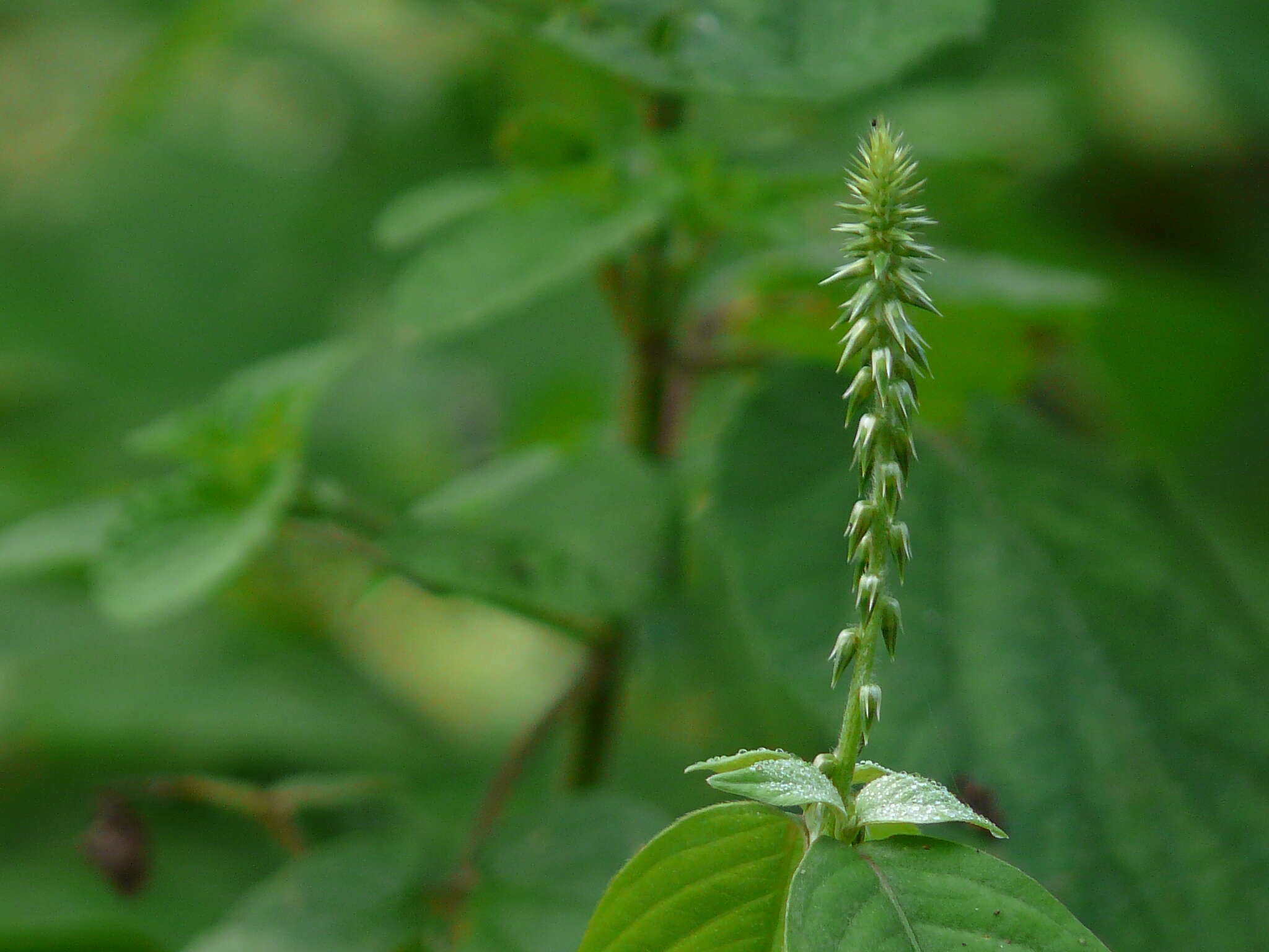 Image of Chaff-flower