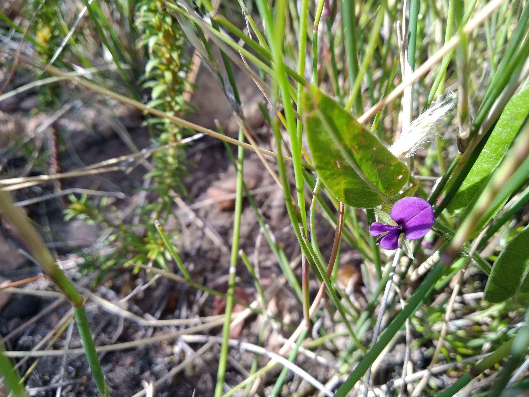 Plancia ëd Psoralea monophylla (L.) C. H. Stirt.