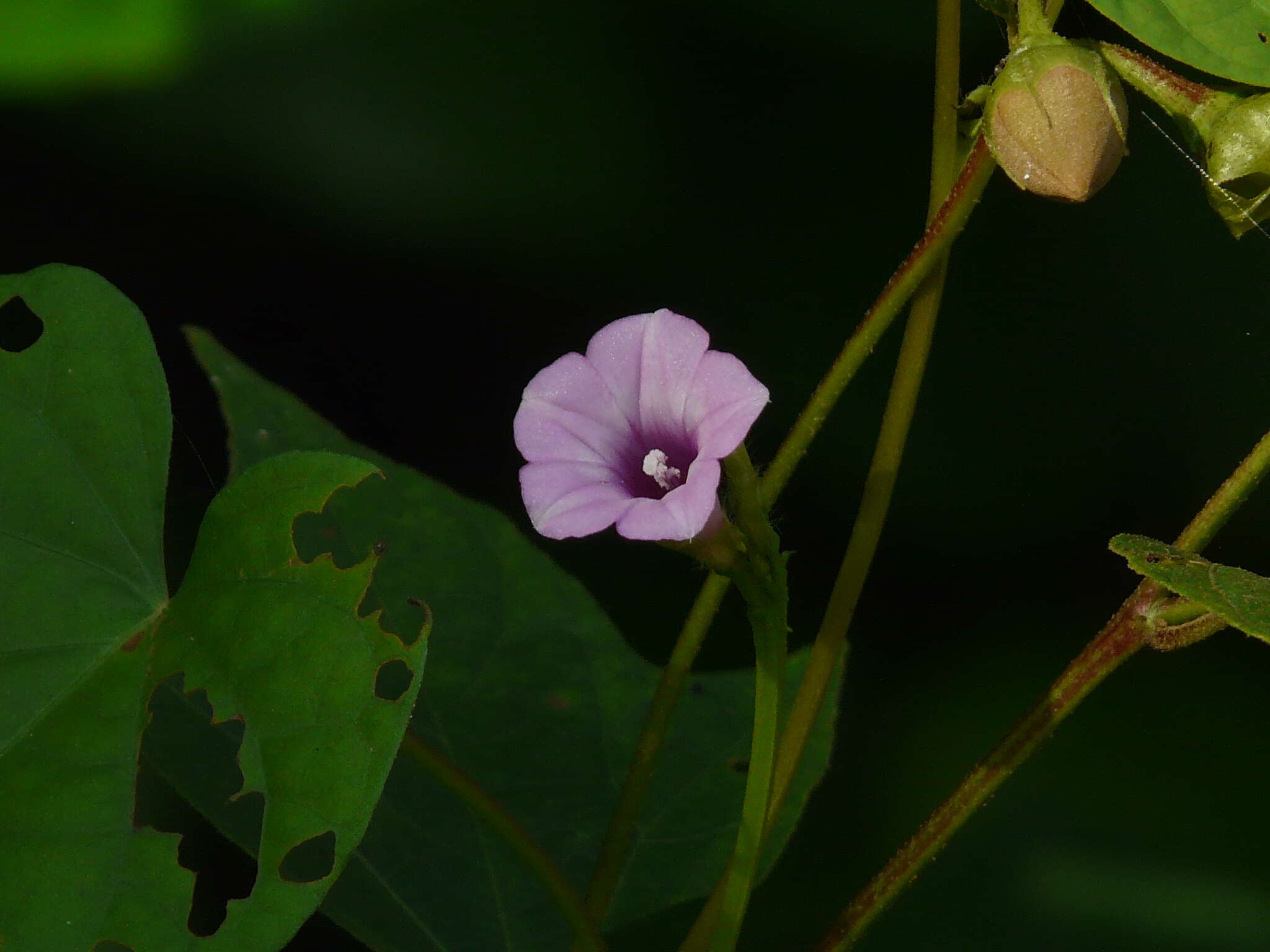 Plancia ëd Ipomoea triloba L.