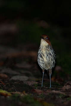 Image of Chestnut-crowned Antpitta