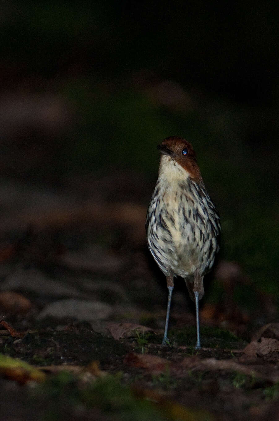 Image of Chestnut-crowned Antpitta