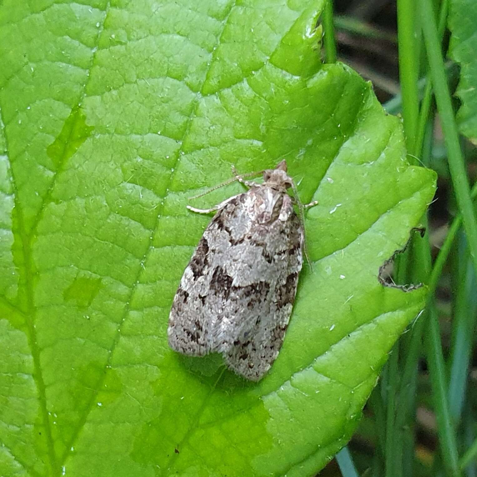 Слика од Dichelia histrionana Frölich 1828