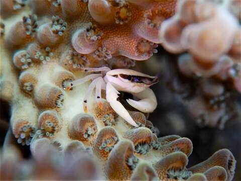 Image of Face-banded coral crab