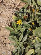 Image of Rusby's chinchweed