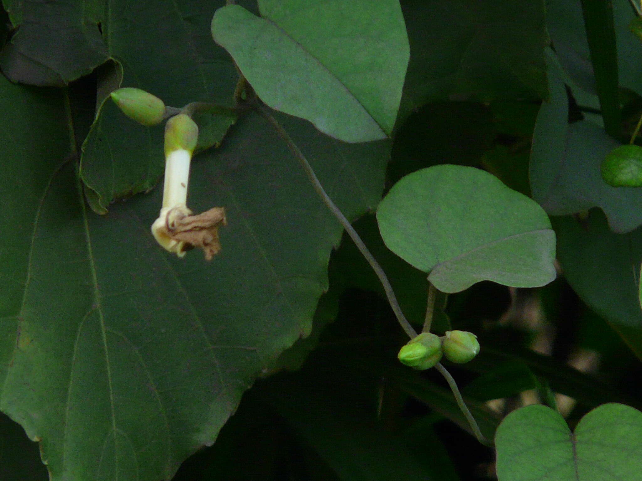 Image of Beach moonflower