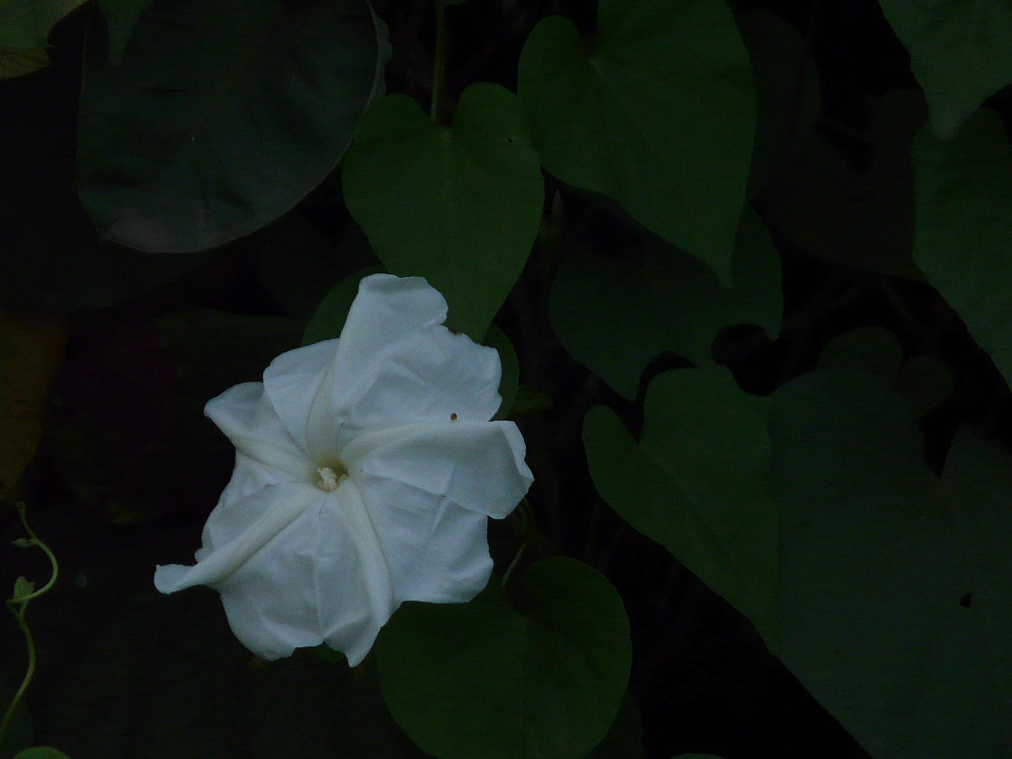 Image of Beach moonflower