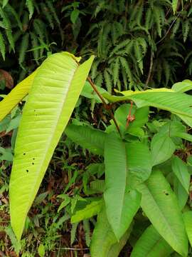 Image of Vismia macrophylla Kunth