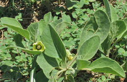 Image de Physalis cinerascens A. S. Hitchcock