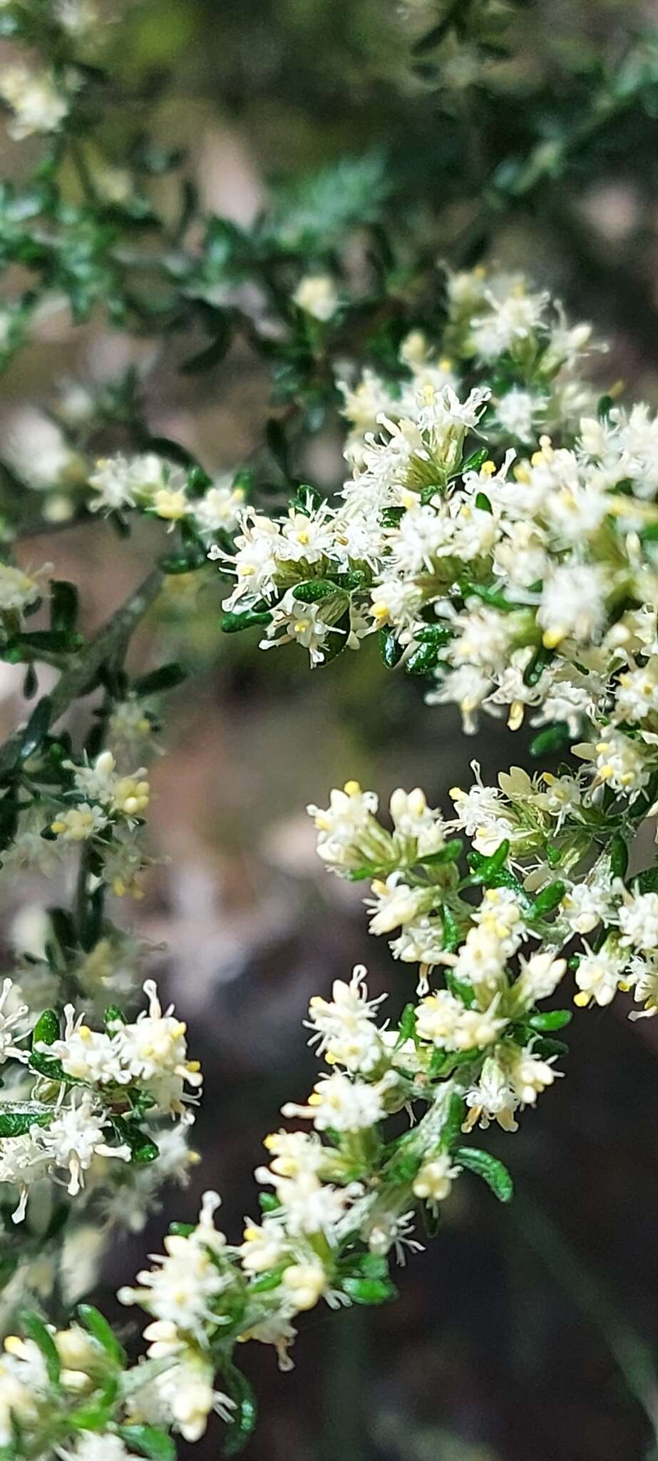 Image of rayless daisy-bush