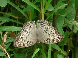 Plancia ëd Junonia atlites Linnaeus 1763