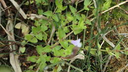 Image of <i>Torenia anagallis</i>