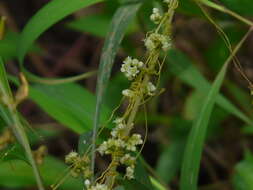 Image of Cuscuta campestris