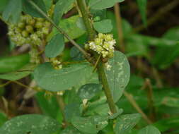 Image of Cuscuta campestris