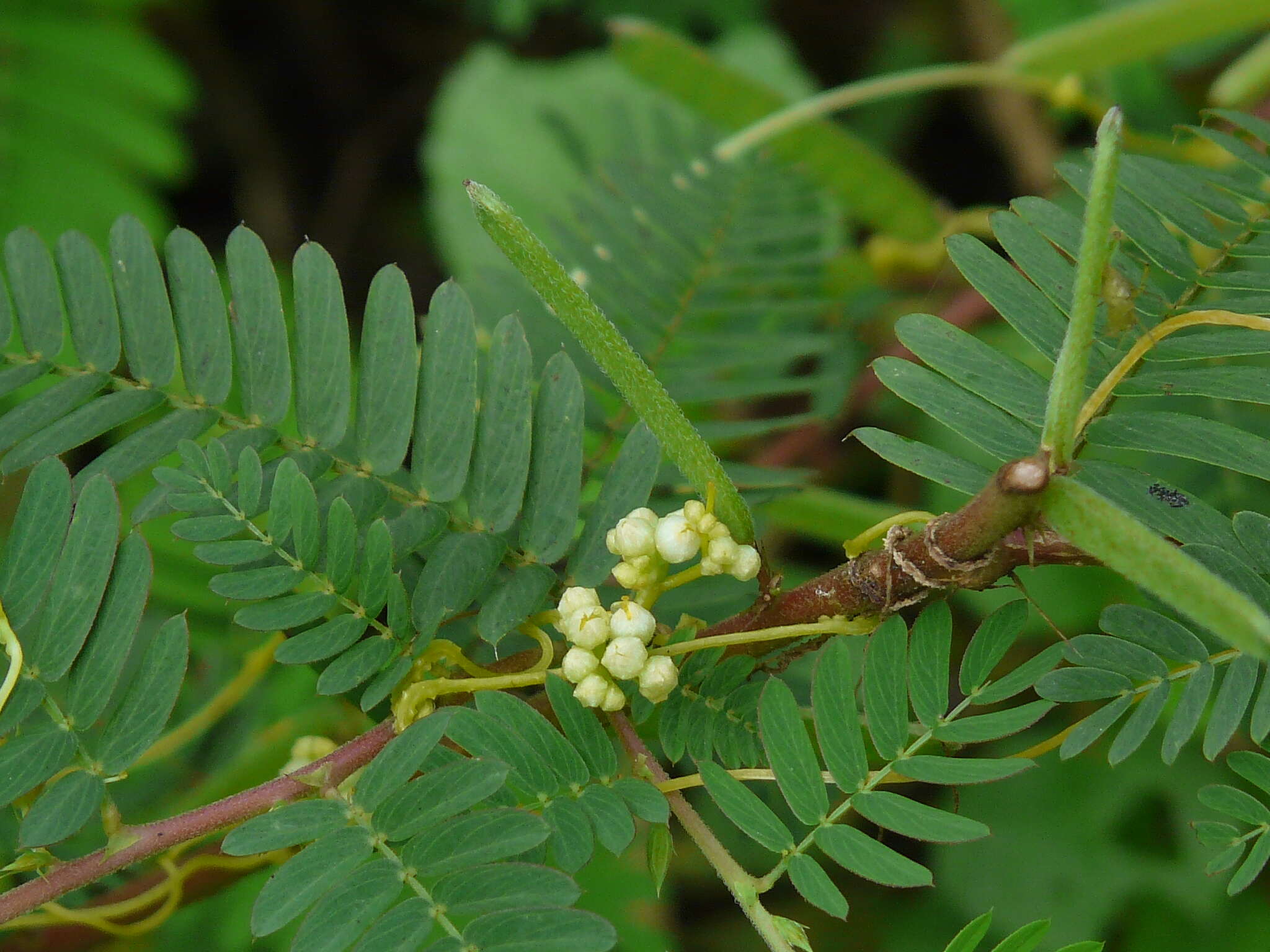 Image de Cuscuta campestris