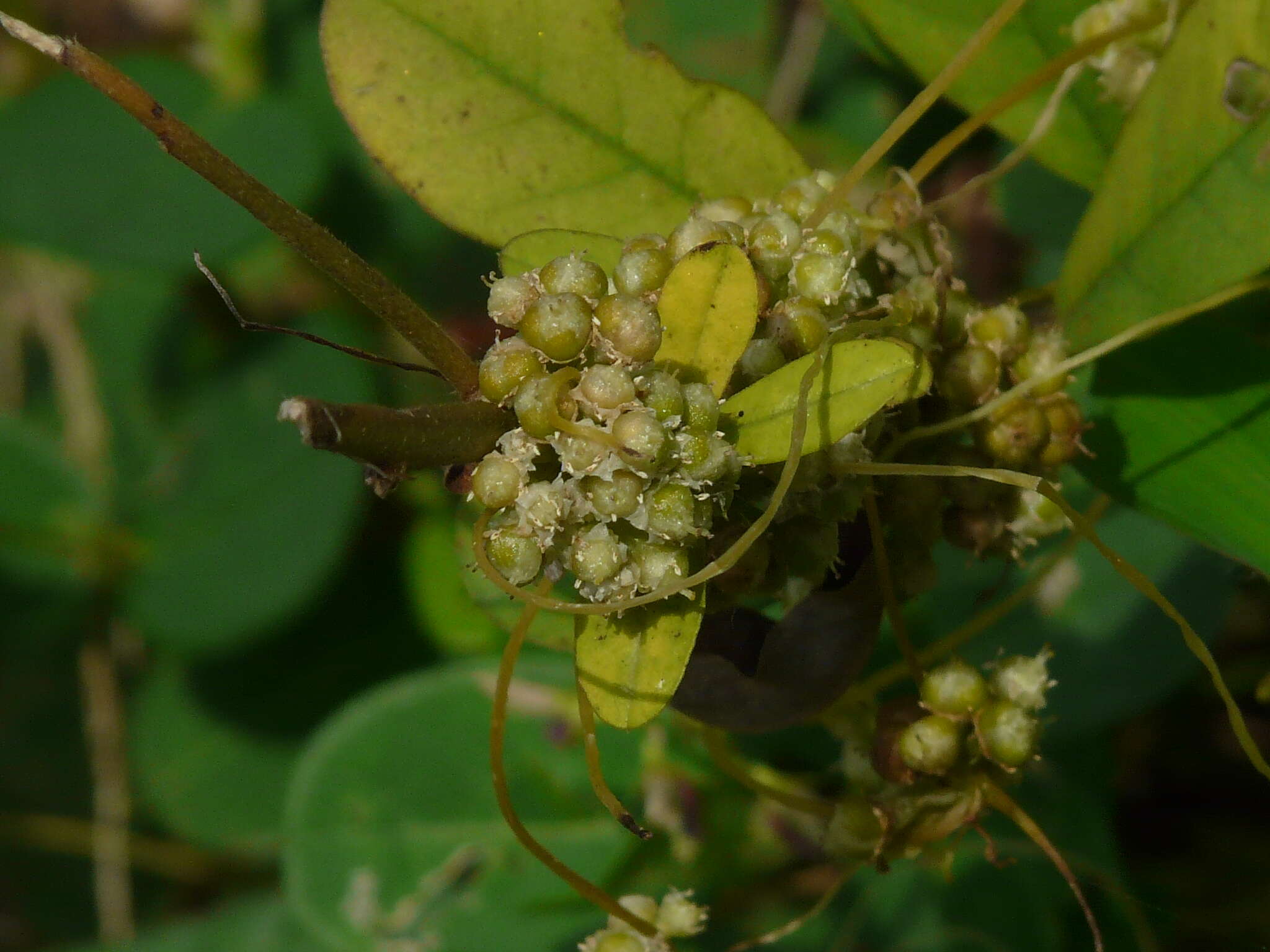 Image of Cuscuta campestris