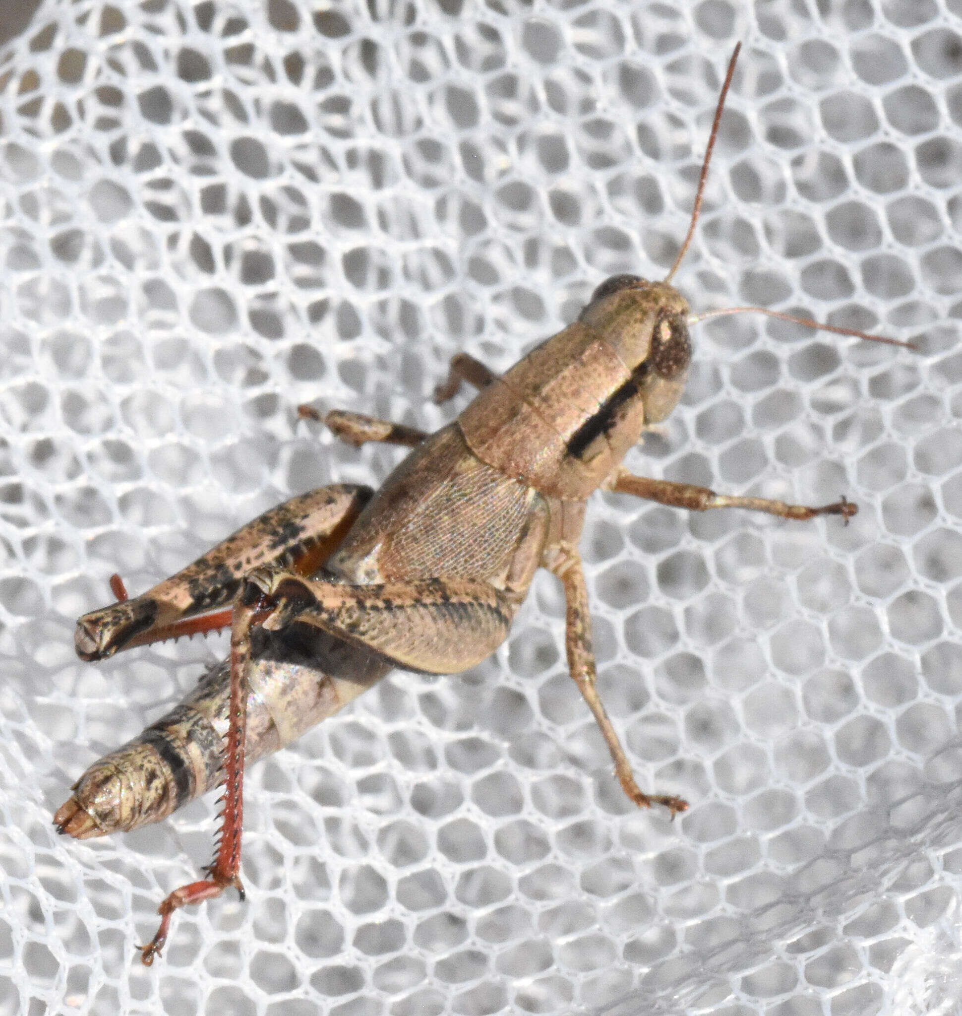 Image of Melanoplus texensis Hart & C. A. 1906