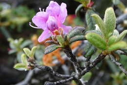 Image of Rhododendron rubropilosum var. taiwanalpinum (Ohwi) S. S. Ying