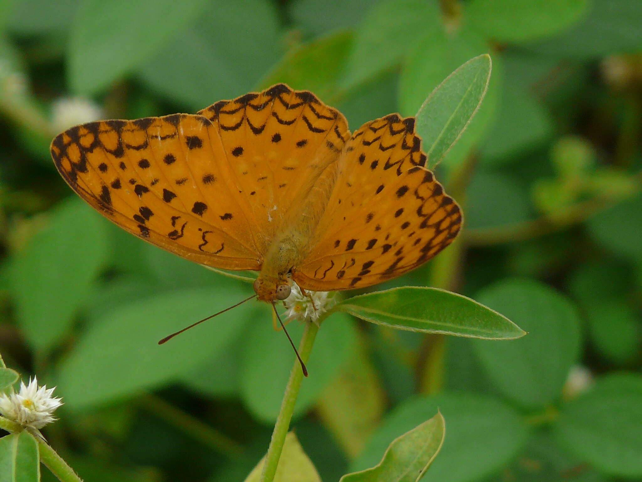 Image of Common Leopard