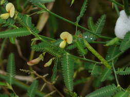 صورة Aeschynomene aspera L.