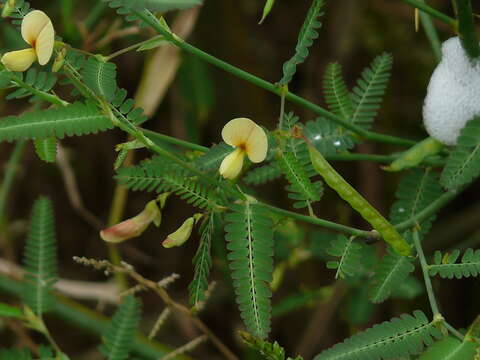 Imagem de Aeschynomene aspera L.