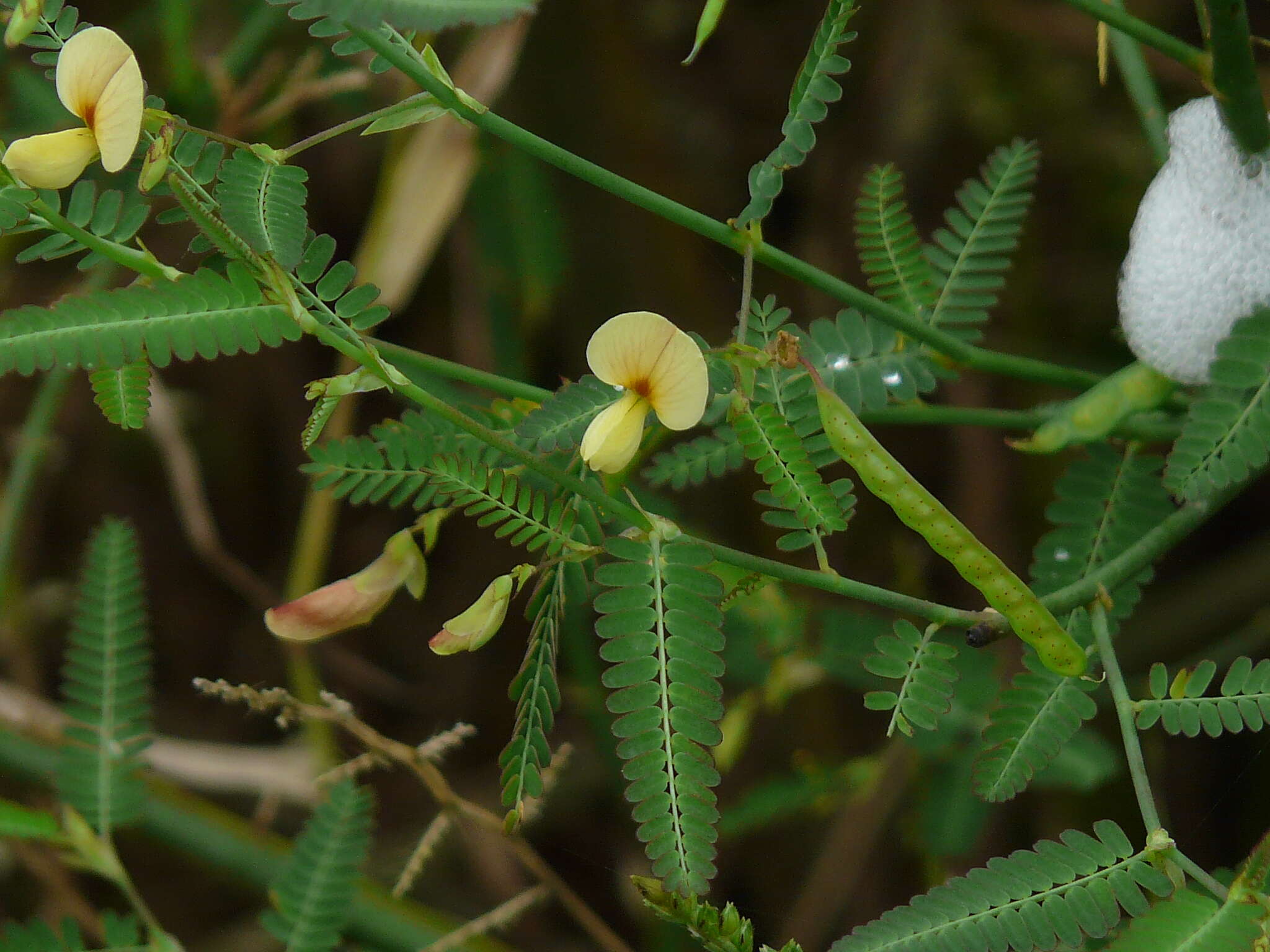 Image of Pith Plant