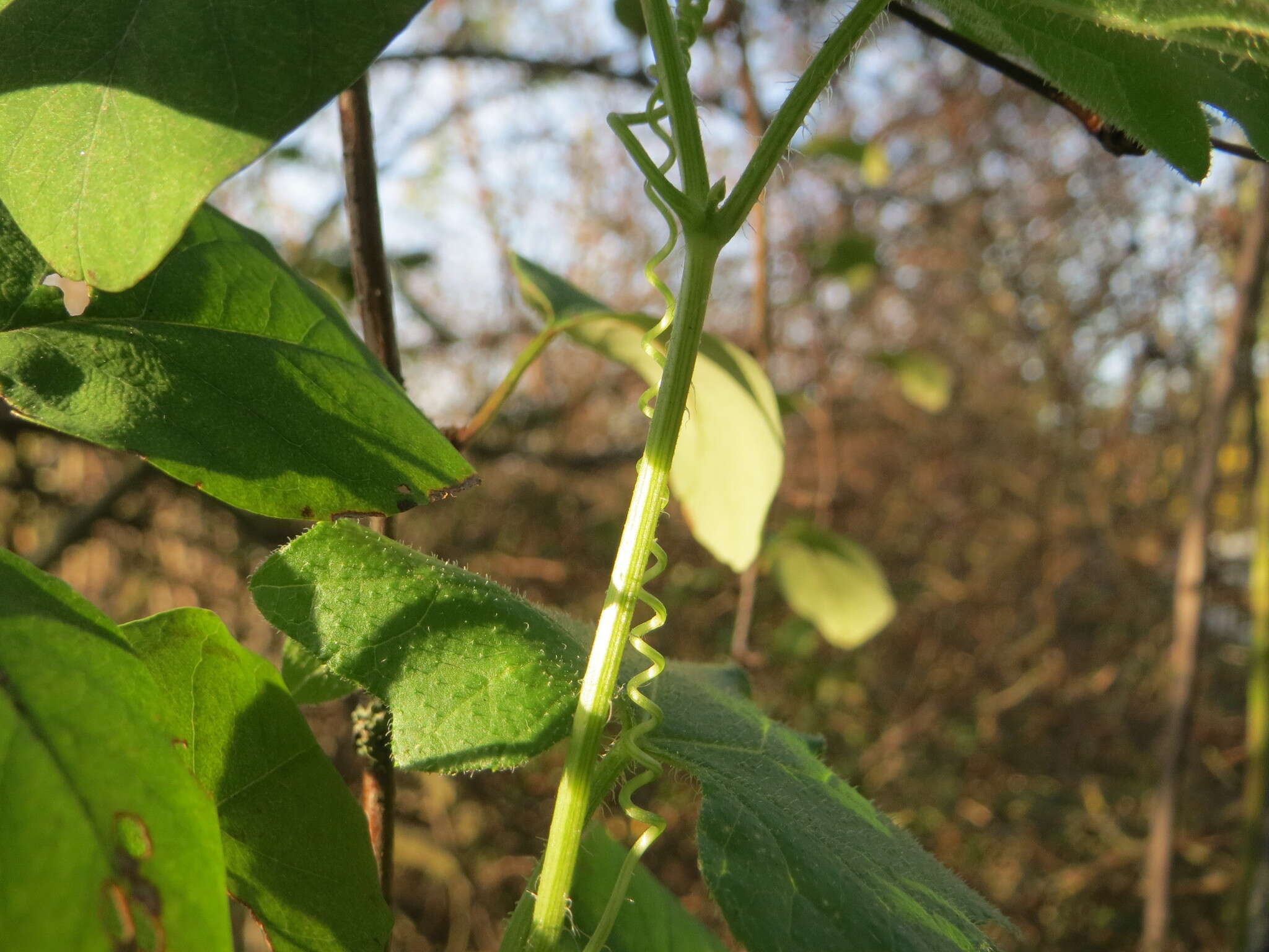 Image of Cretan bryony