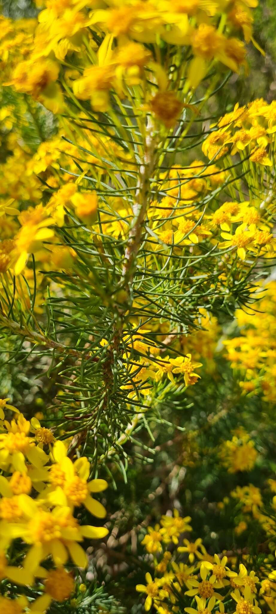 Image of Euryops linifolius (L.) DC.