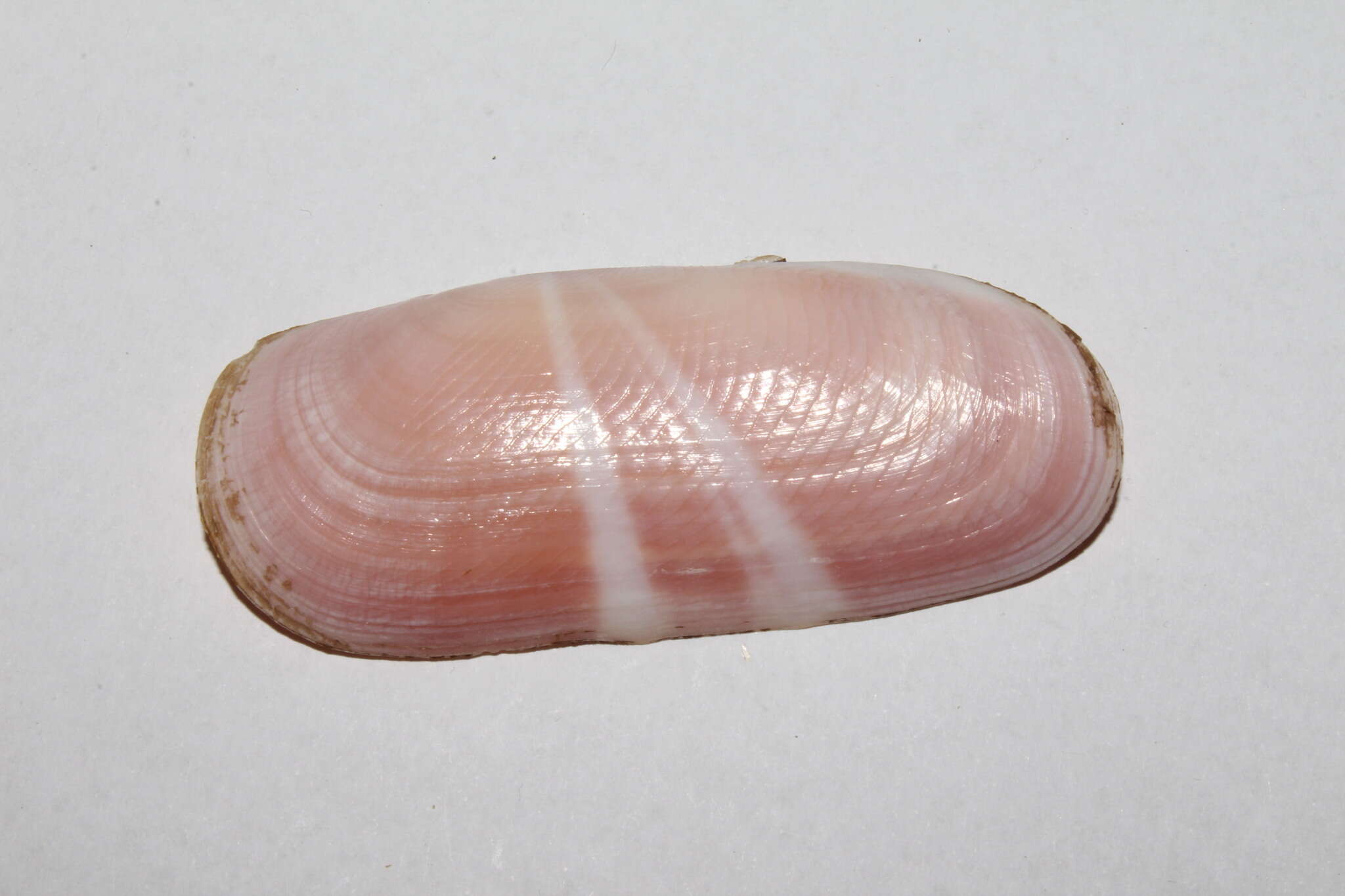 Image of rosy razor clam