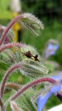 Image of Pennsylvania Ambush Bug