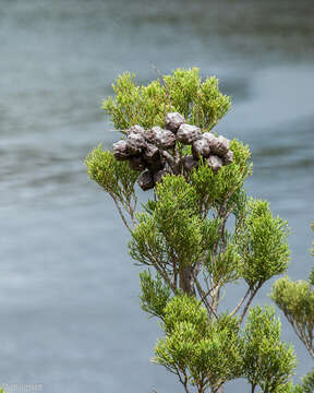 Image of Mountain cedar