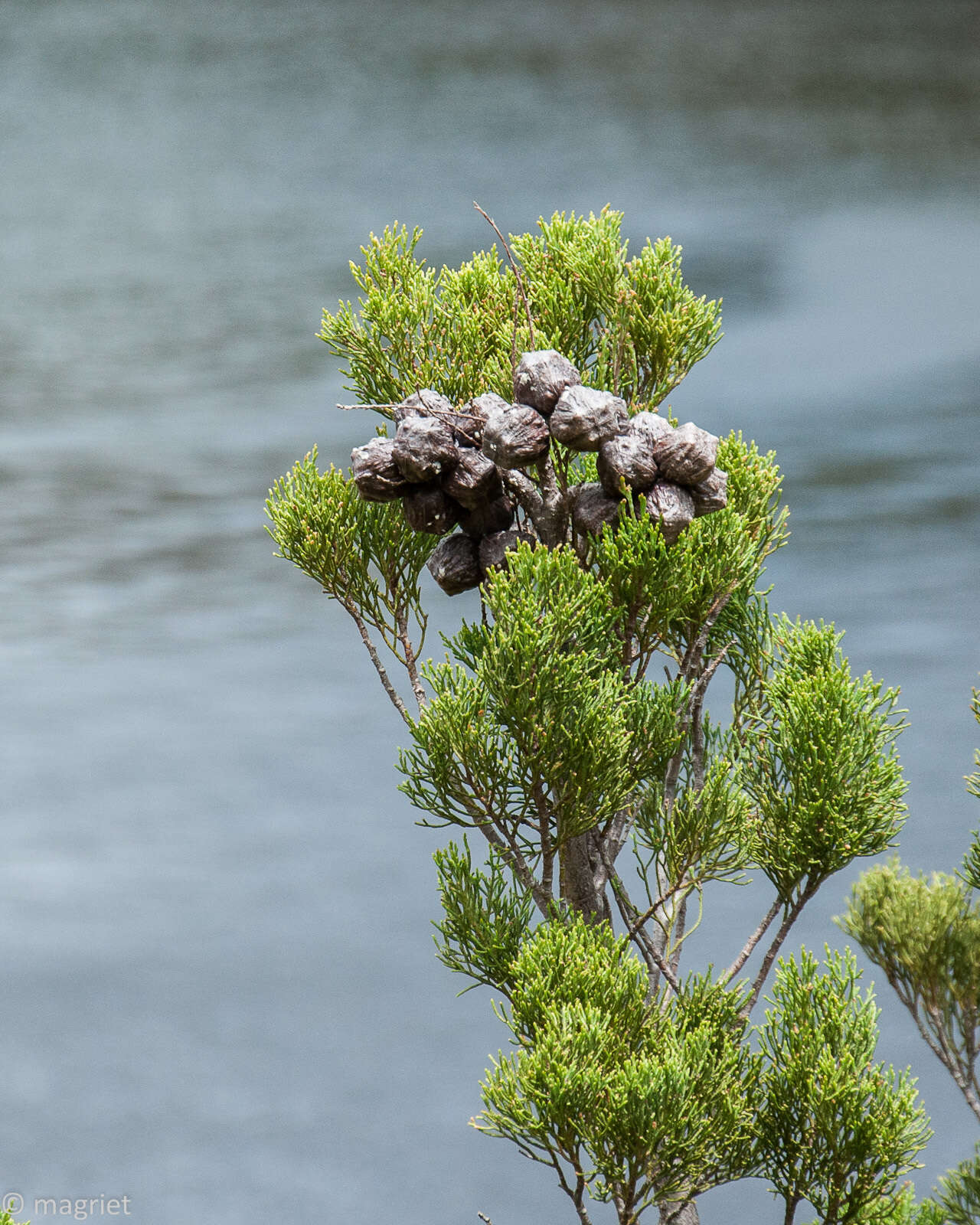 Слика од Widdringtonia nodiflora (L.) Powrie