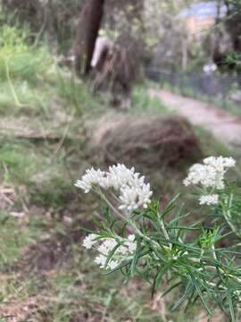 Image of Cassinia aculeata subsp. aculeata