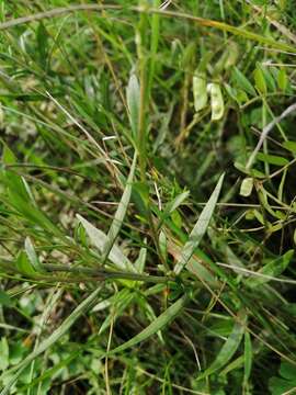 Image of Polygala comosa subsp. comosa