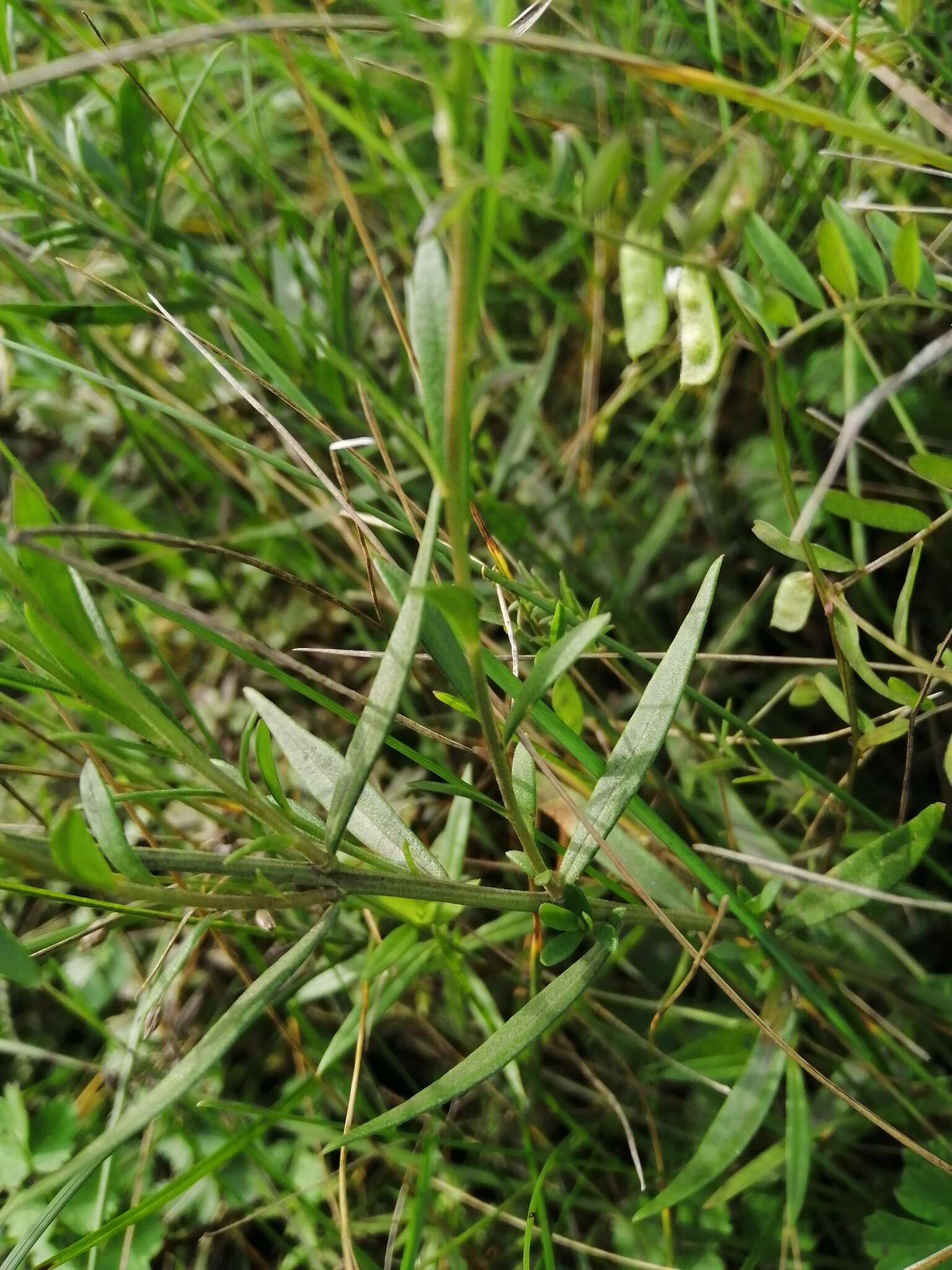 Image of Polygala comosa subsp. comosa