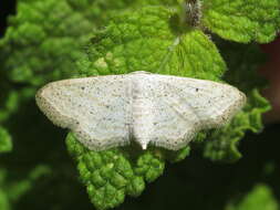 Image de Idaea elongaria Rambur 1833