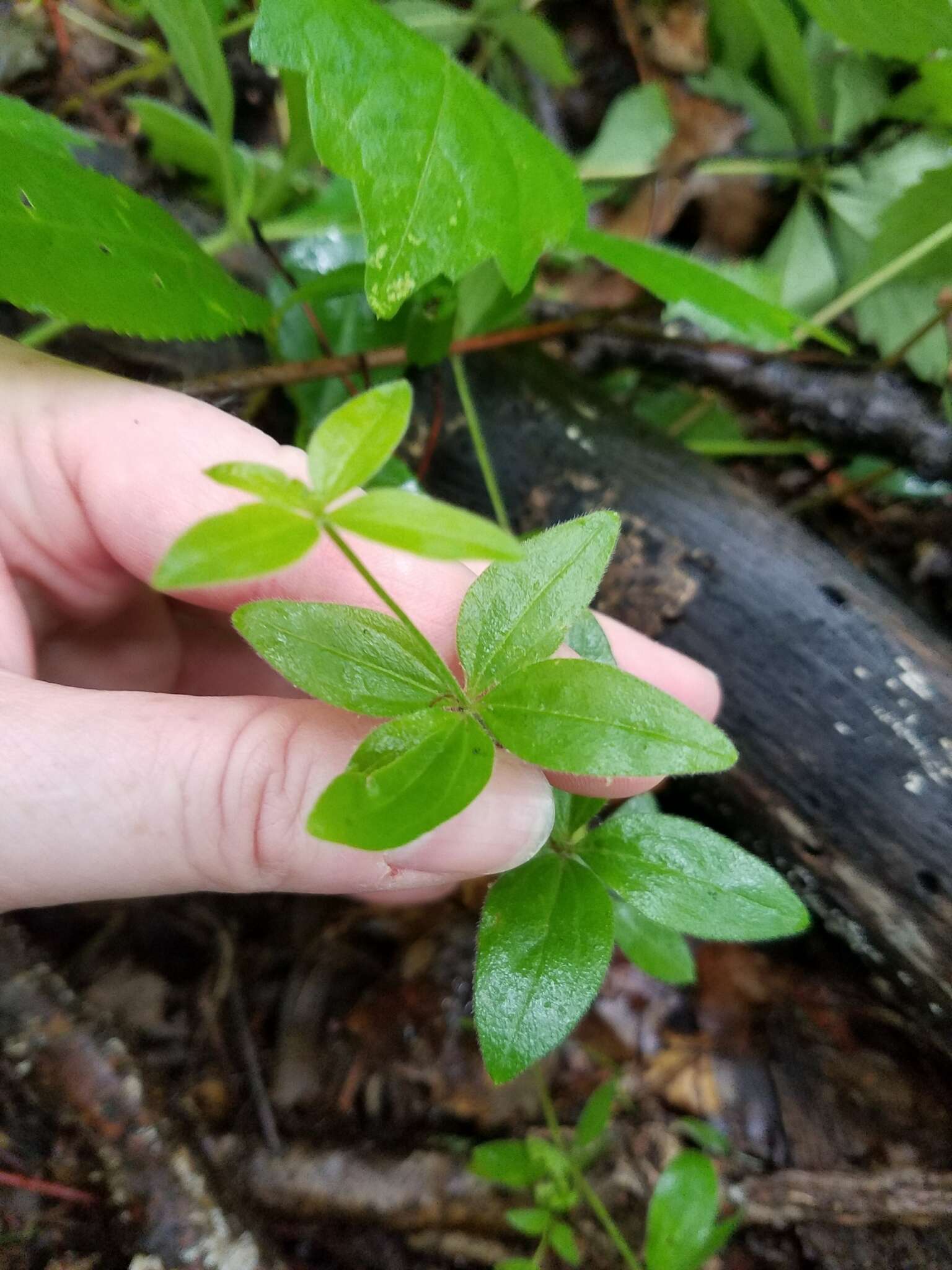 Image of licorice bedstraw