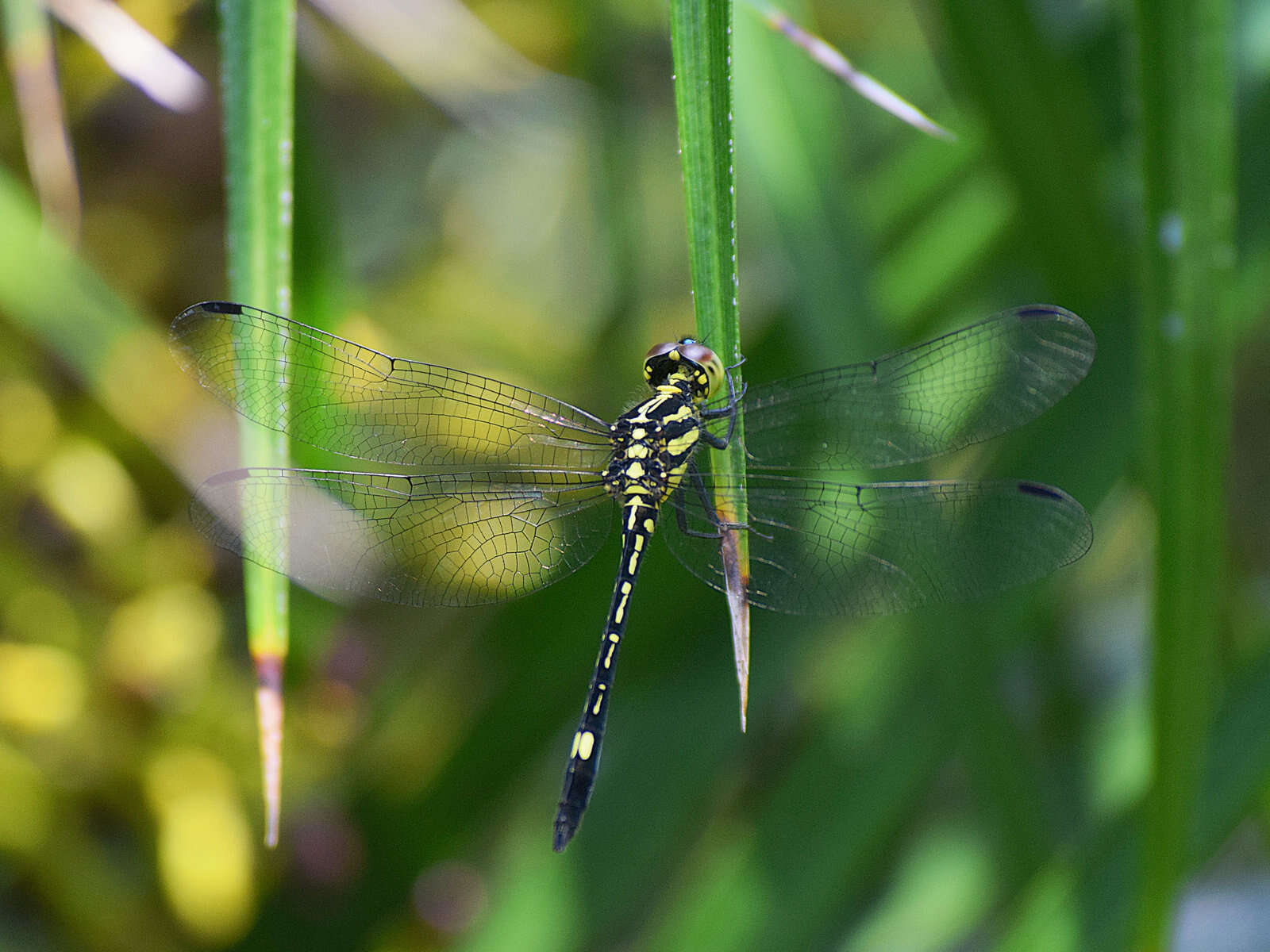 Imagem de <i>Hylaeothemis apicalis</i> Fraser 1924