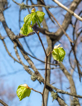 Sivun Tilia amurensis var. sibirica (Fisch. ex Bayer) Y. C. Zhu kuva