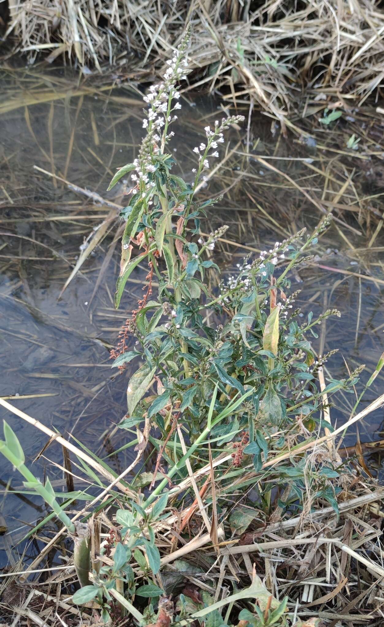 Image of Lysimachia dubia Solander