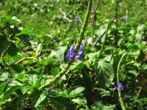 Image of light-blue snakeweed