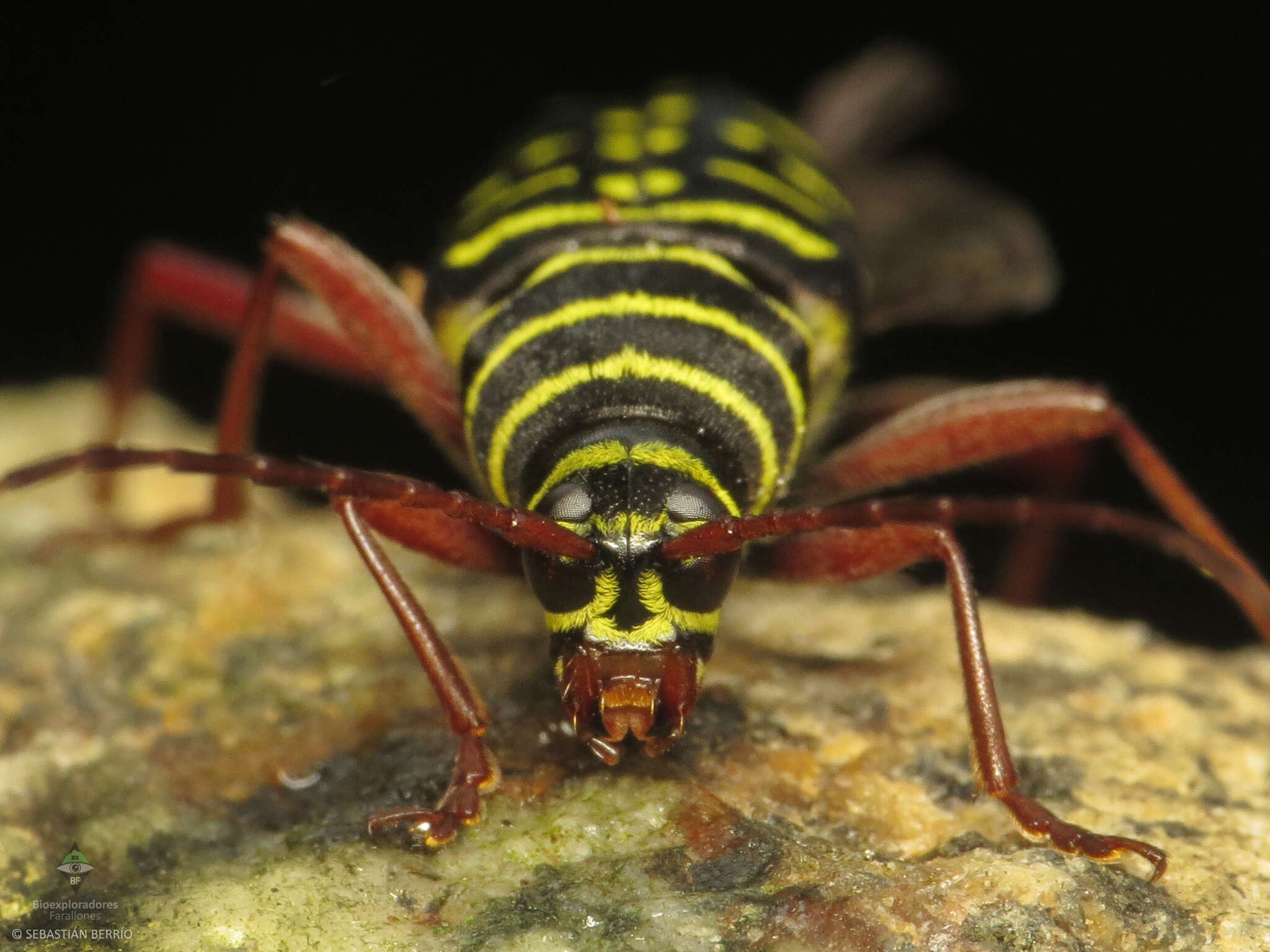 Image of Placosternus guttatus (Chevrolat 1860)