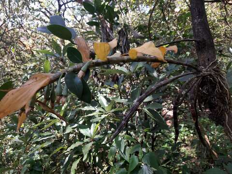 Imagem de Dendrobium aqueum Lindl.