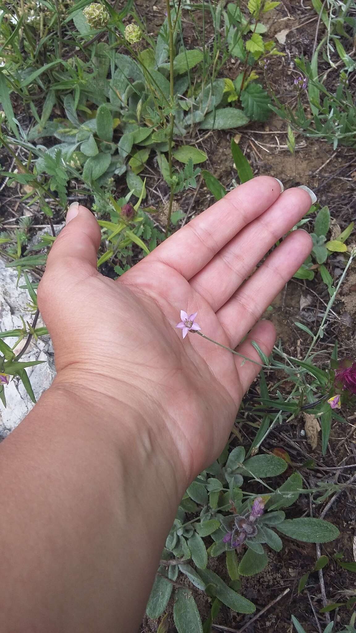 Image of Xeranthemum cylindraceum Sibth. & Sm.