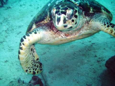 Image of Eretmochelys