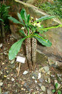 Image of Euphorbia lophogona Lam.